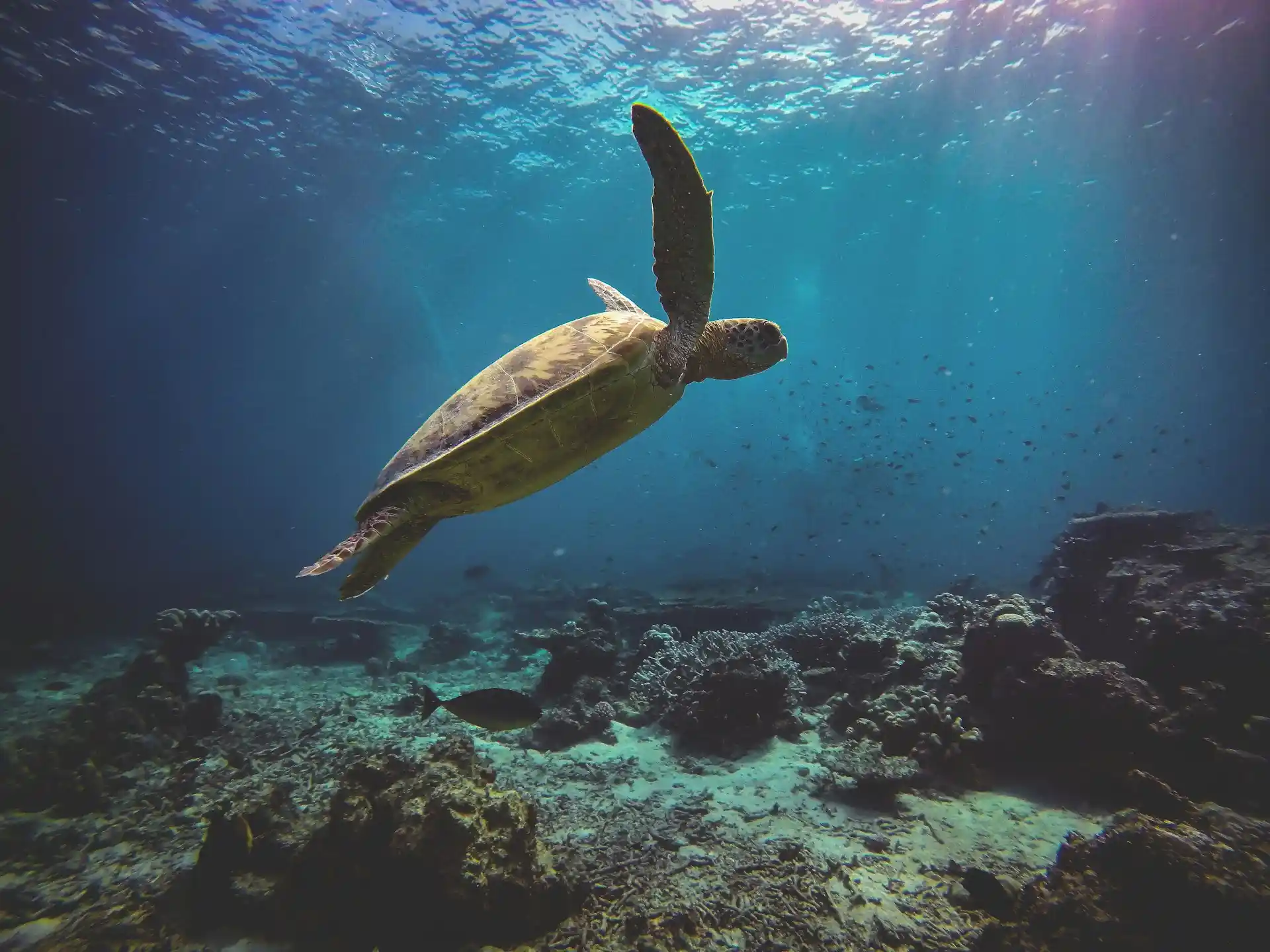 Hawaiian green sea turtle
