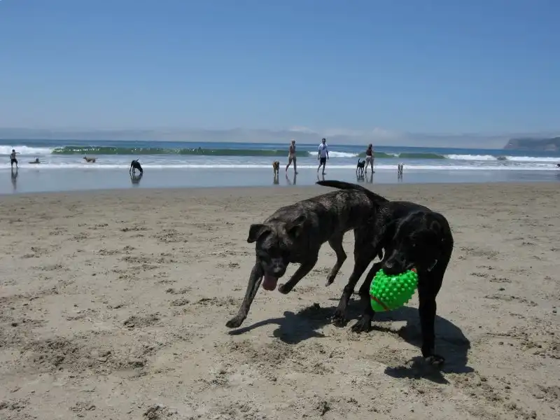 Coronado Dog Beach San Diego
