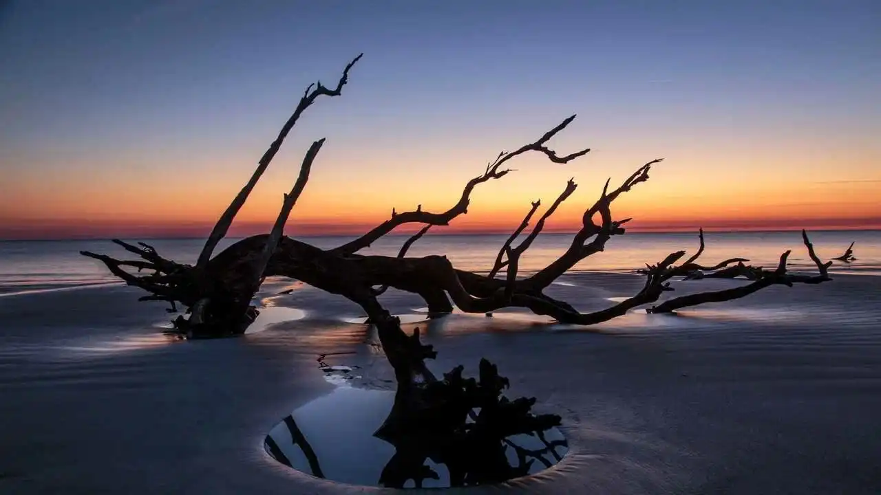 Driftwood Beach Jekyll Island 1