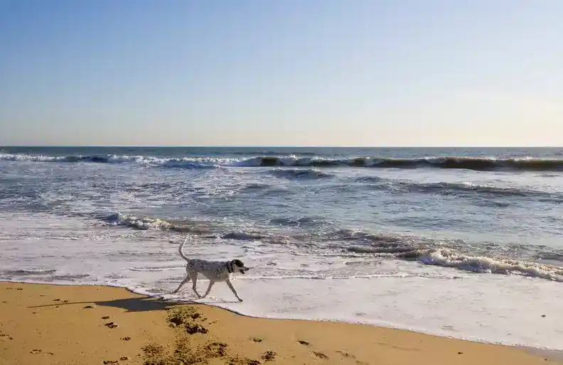 Huntington Dog Beach California 1