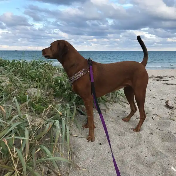 Jupiter Dog Beach Florida