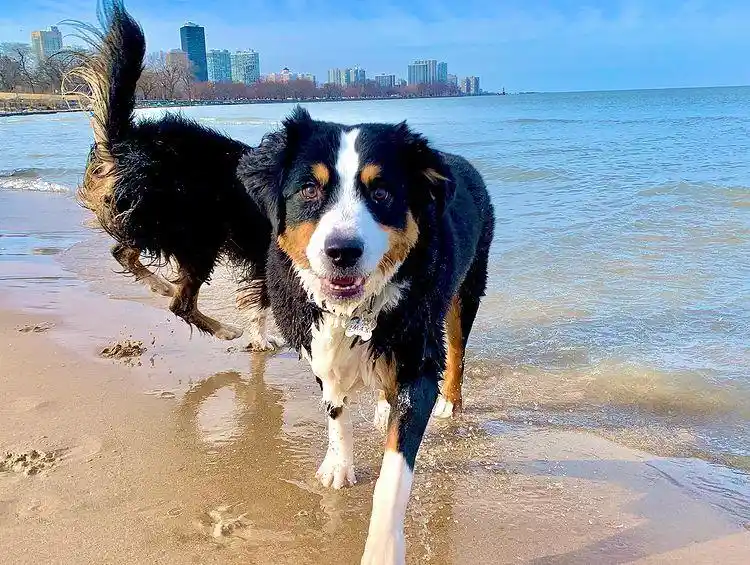 Montrose Dog Beach Chicago Illinois