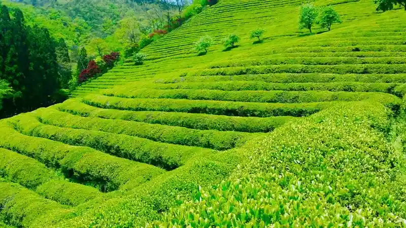 Boseong – Lush Green Tea Fields