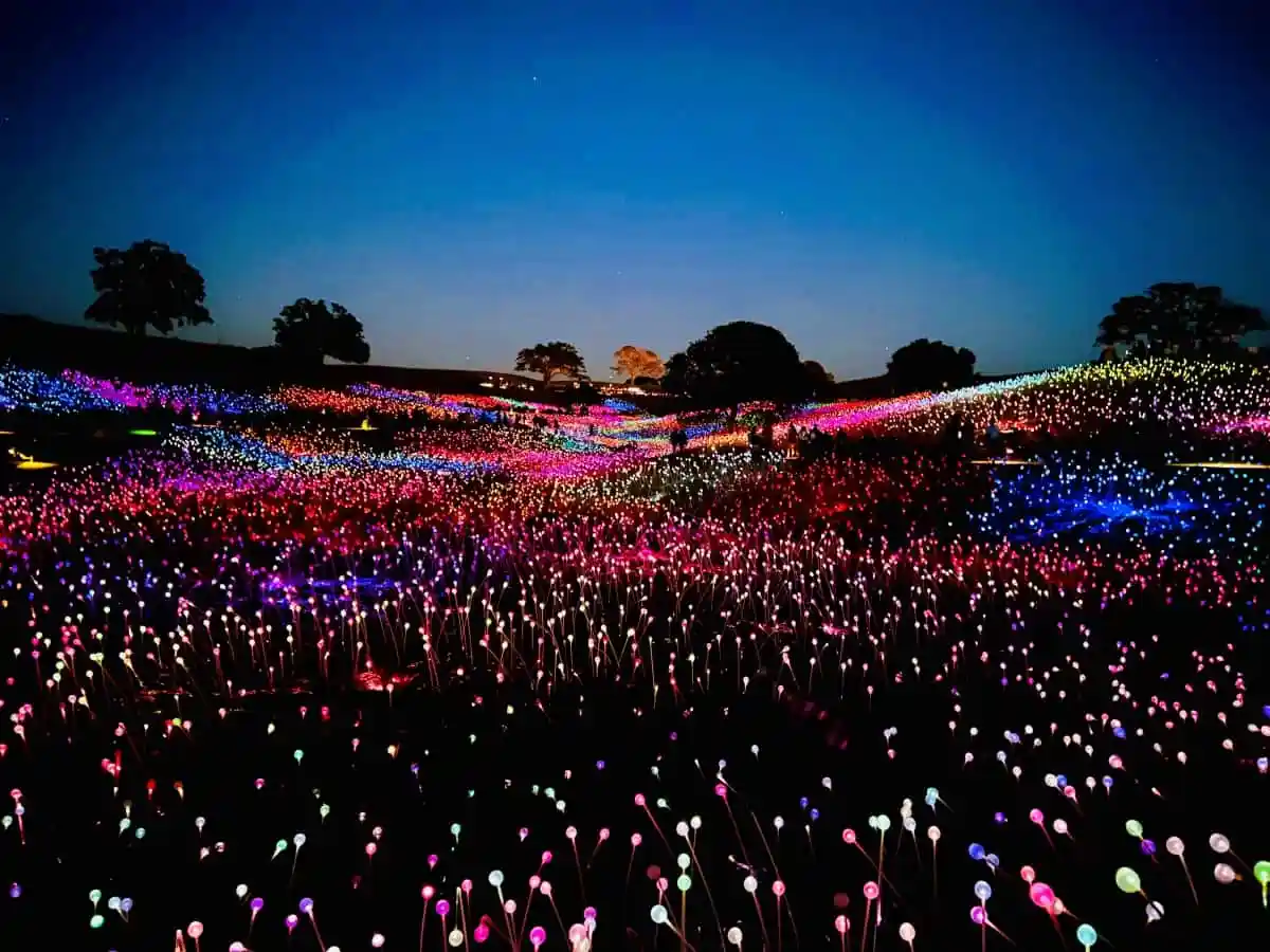 Experience Sensorio Field of Light at Night
