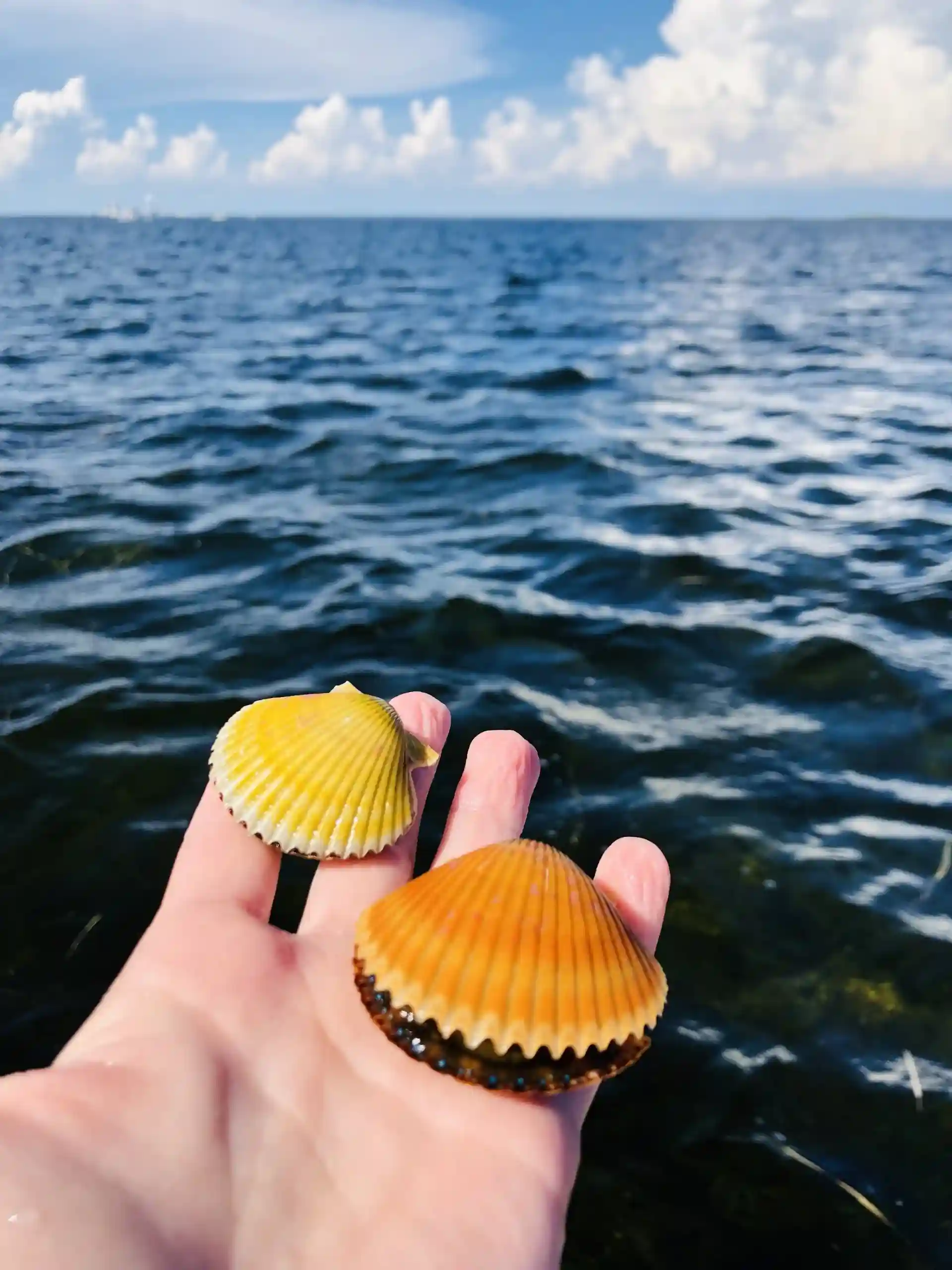 Steinhatchee Scalloping Adventures