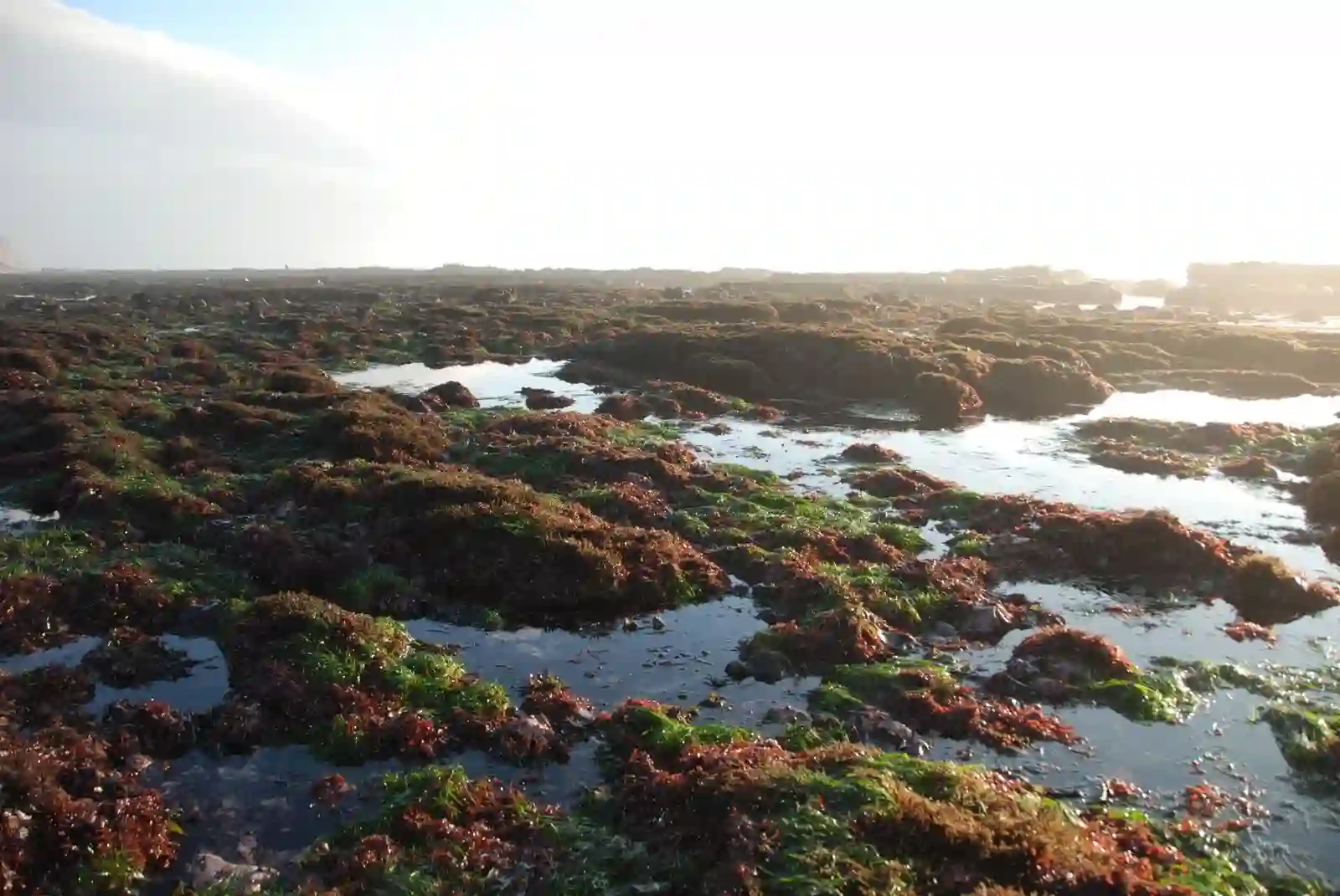Tidepooling at Crescent Beach