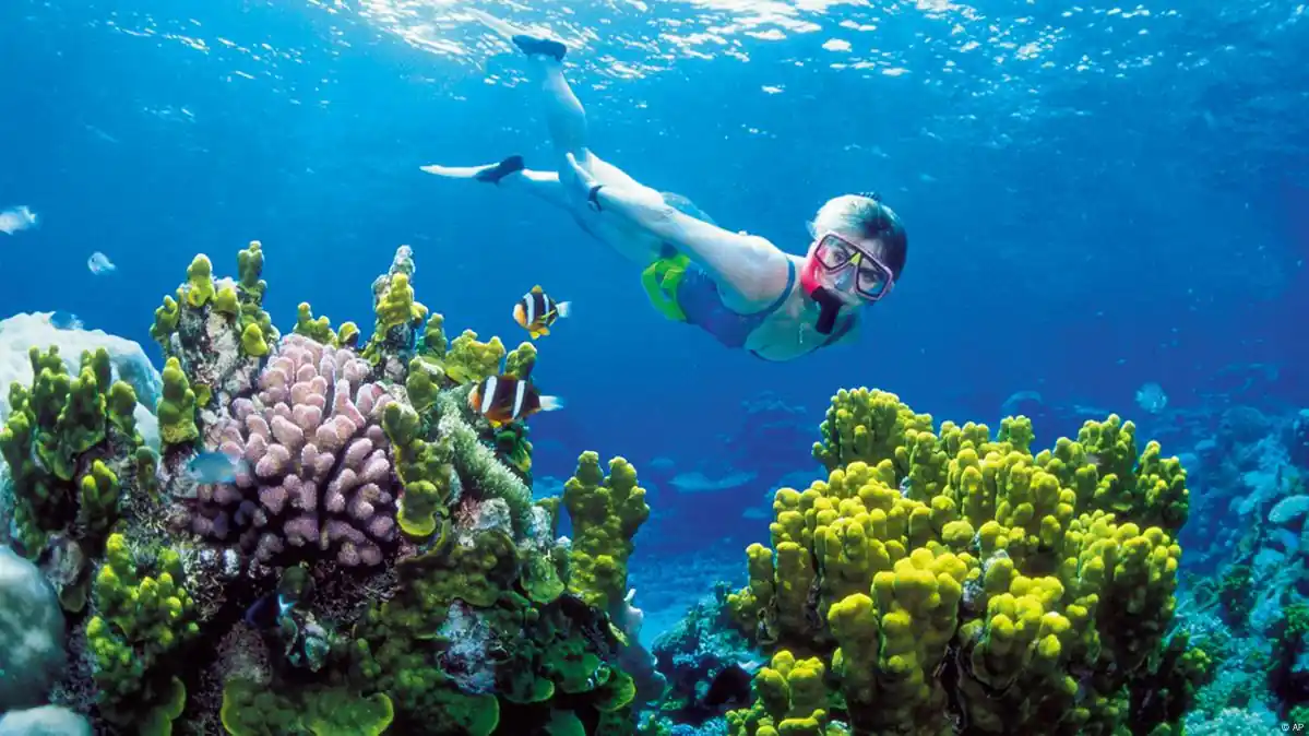 Understanding the Great Barrier Reef Before You Go