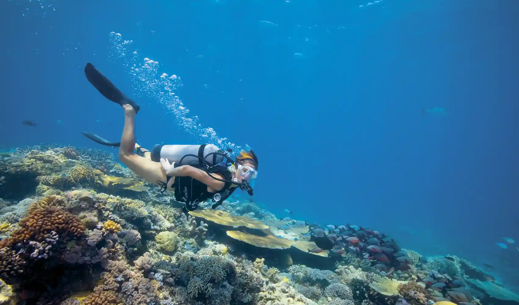 snorkeling Great Barrier Reef Cairns Choosing the Right Departure Point