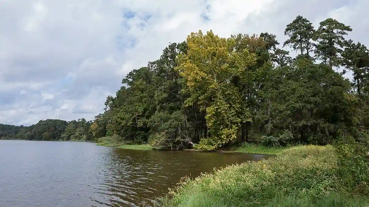 Sam Houston National Forest