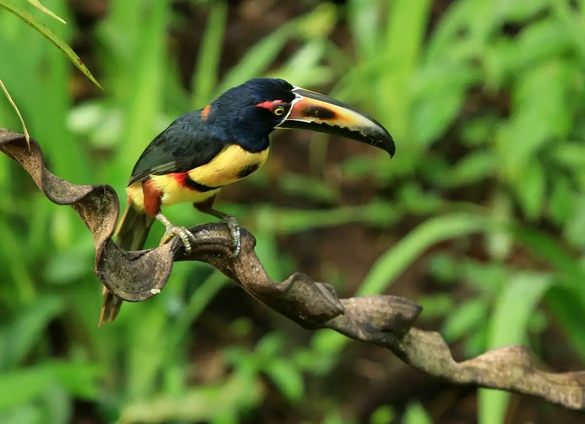 Bird Watching and Wildlife Encounters