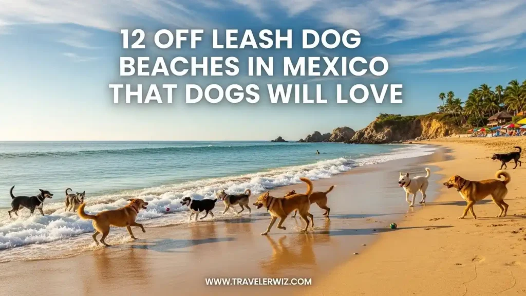 Off Leash Dog Beaches in Mexico