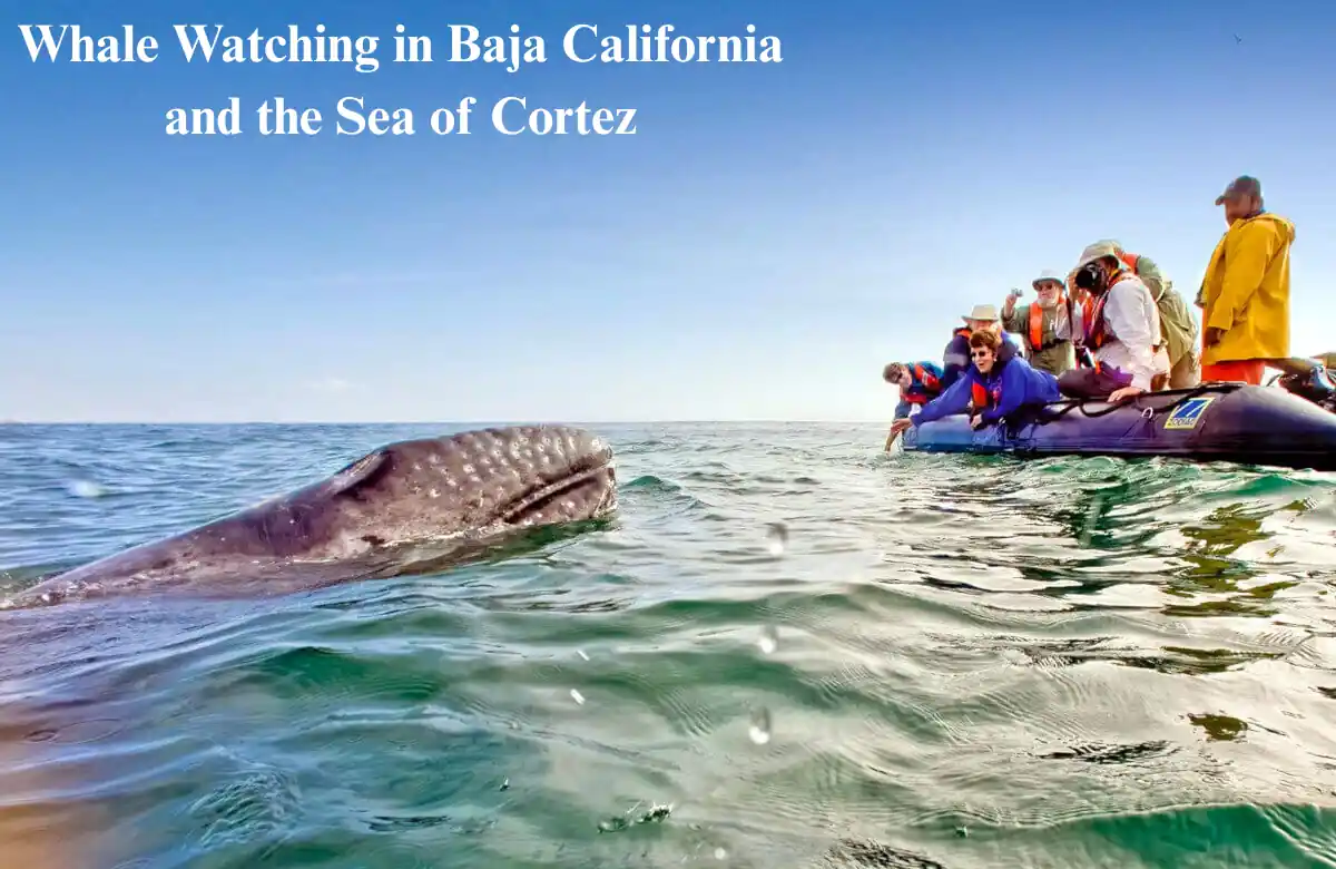 Whale Watching in Baja California and the Sea of Cortez