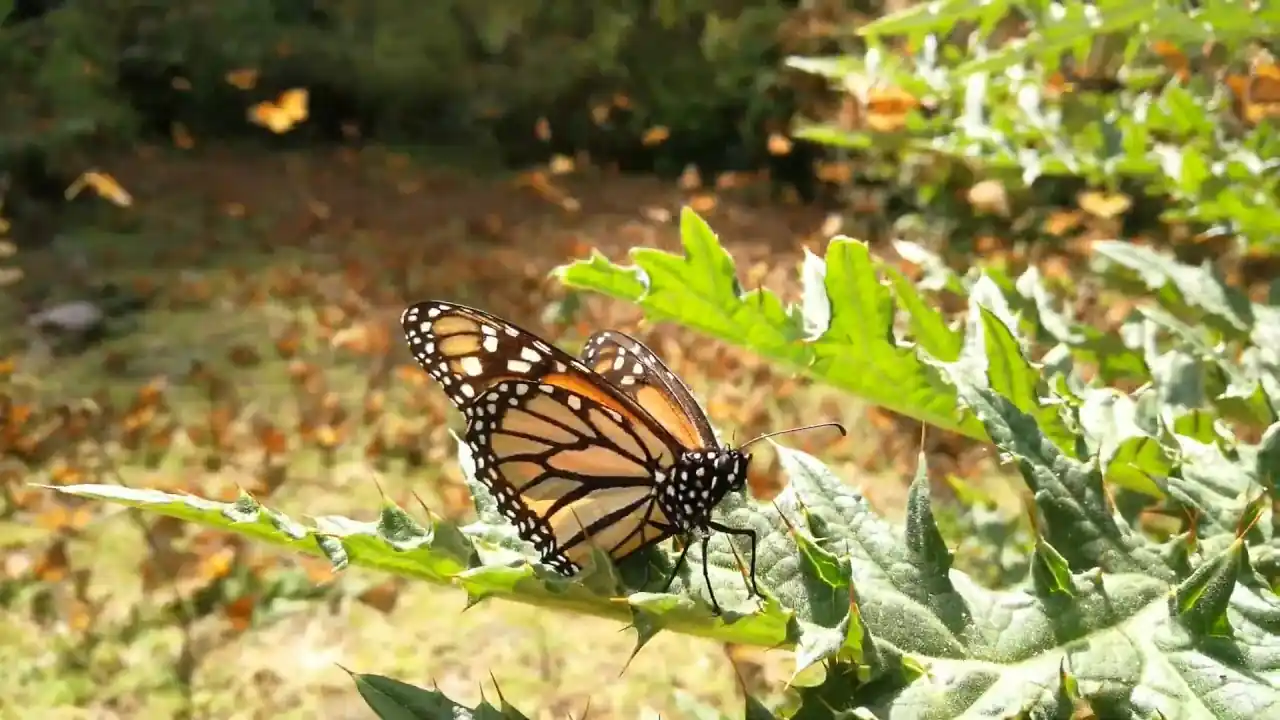 Witness Monarch Butterfly Migration in Michoacan