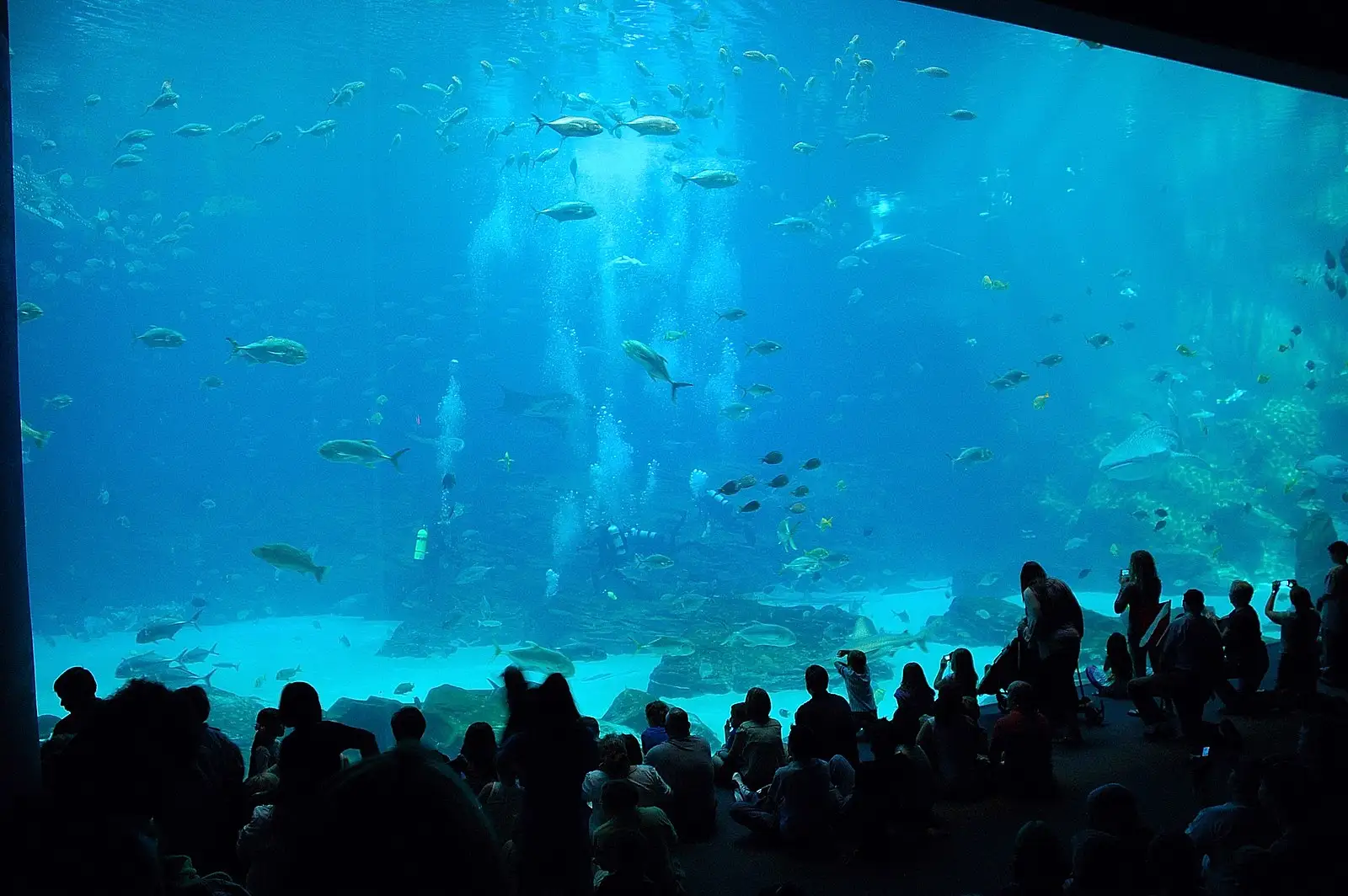 Georgia Aquarium 1