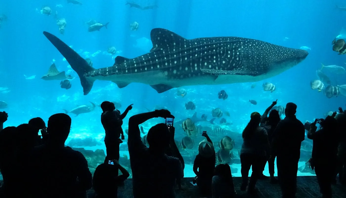 Georgia Aquarium