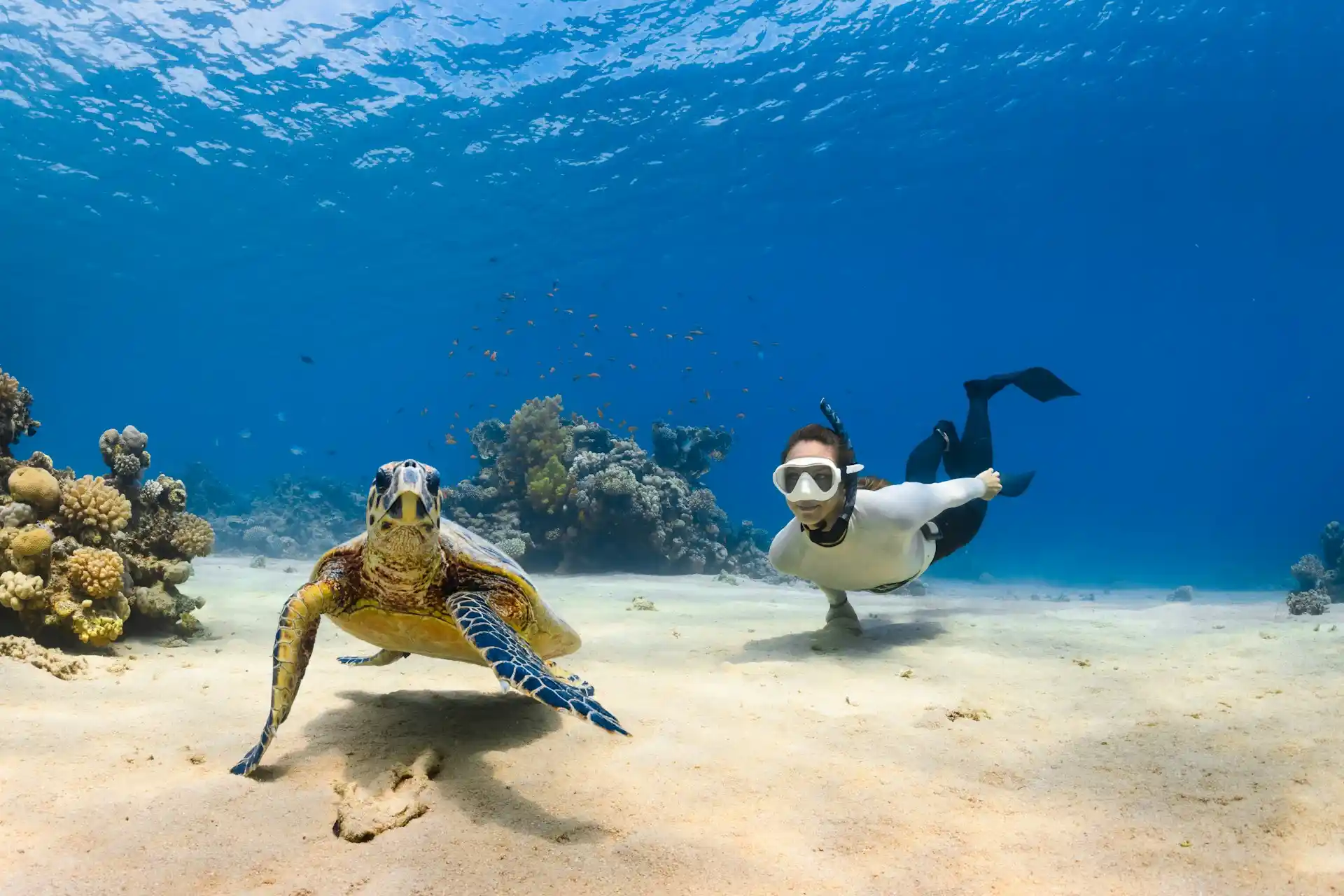 Snorkel with Sea Turtles