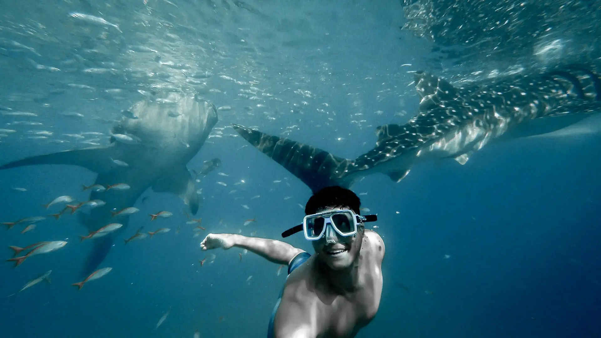 Swim with Whale Sharks