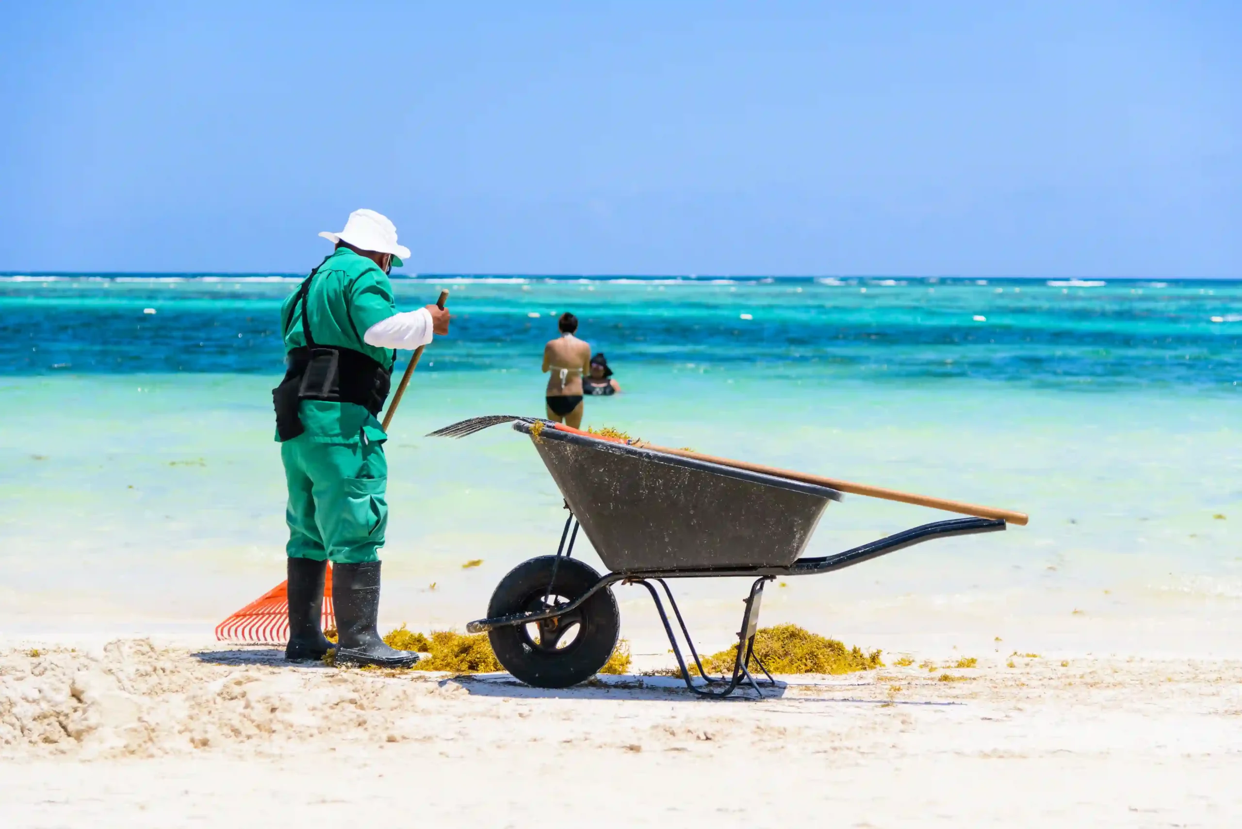 Sargassum in Cancun scaled