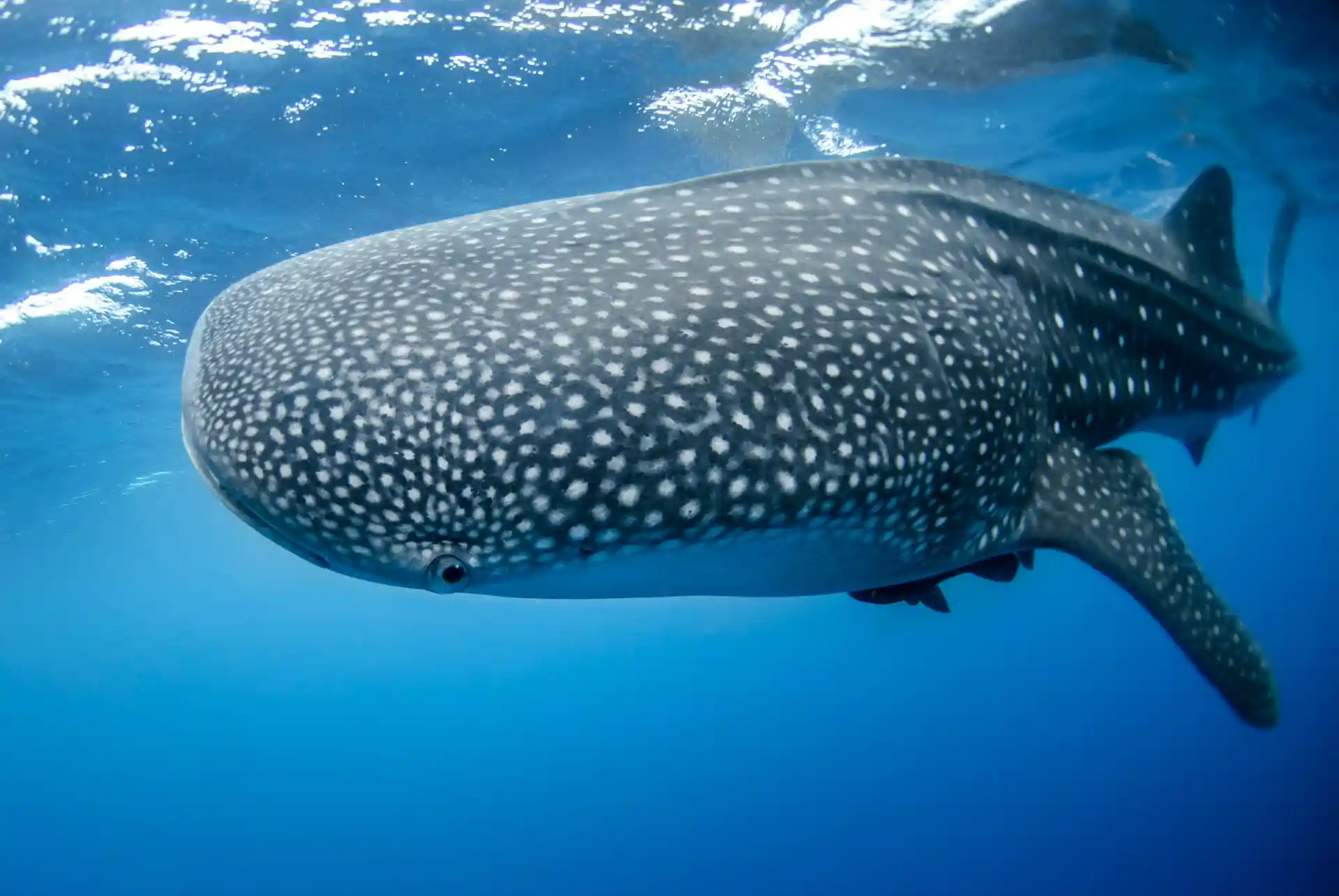 Whale shark Season
